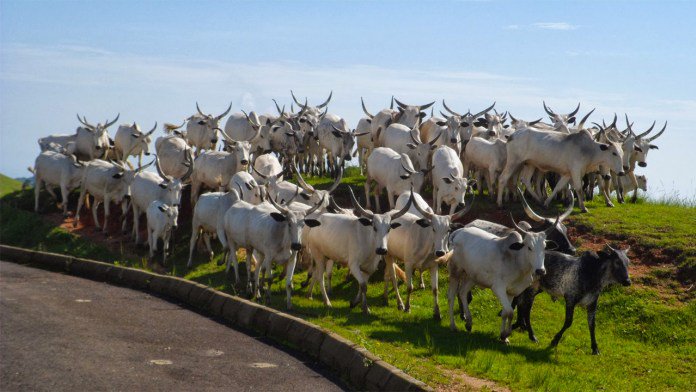 Thunderous Rain Kills 23 Cows In Ekiti State