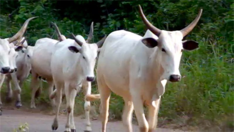 Insecurity: Ekiti set to begin registration of herdsmen