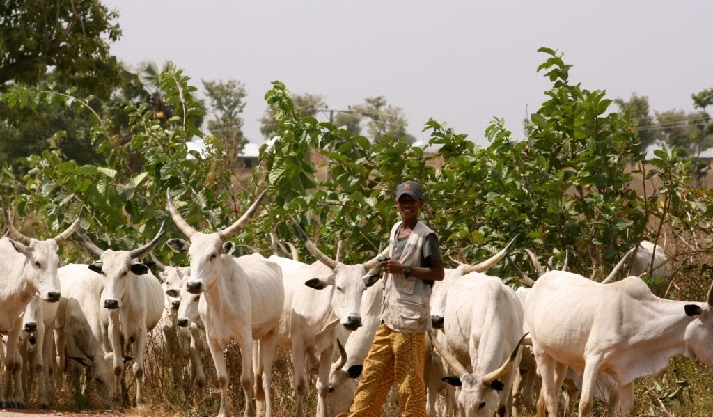 Give us Sambisa forest For Ruga Settlement  – Fulani herdsmen Tells Buhari