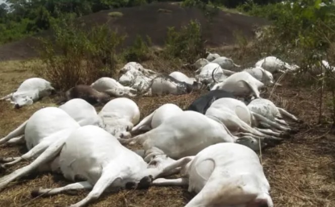 Mysterious Thunderstorm Kills 36 Cows In Ondo