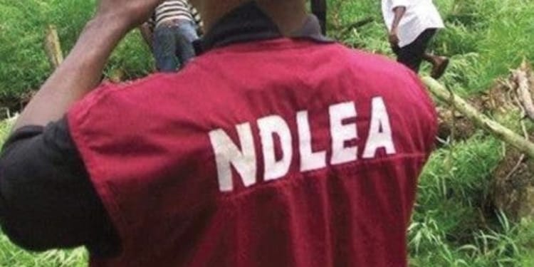 NDLEA Apprehends 75-Year-Old Grandmother for Drug Trafficking