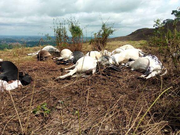 Over 1,000 cattle die of diseases in Taraba