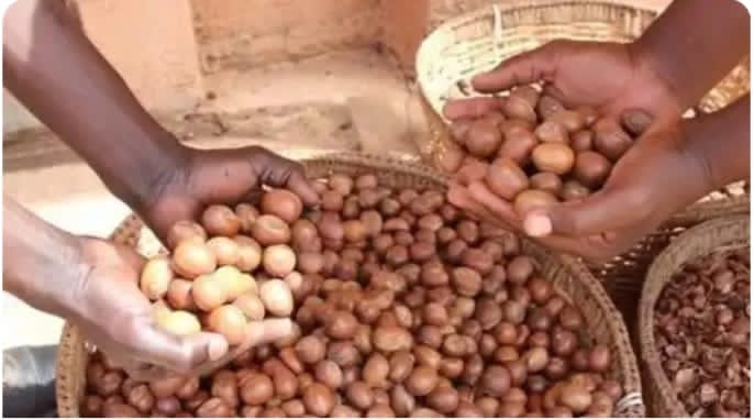 Tinubu Extends Ban on Raw Shea Nut Export by One Year