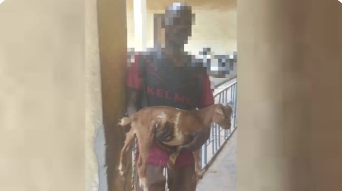 Teen Jailed in Kaduna for Stealing Pregnant Goat