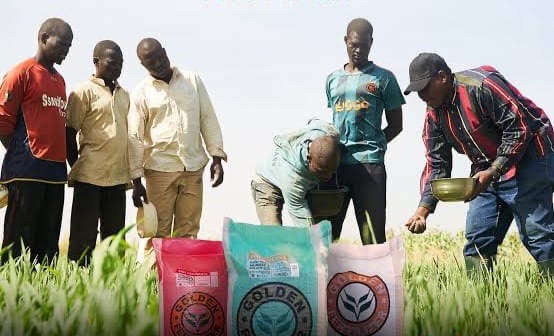 Fertiliser Price Surge Looms as Farmers Prepares For Planting Season